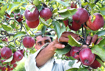* Climate change has severely
affected Himachal Pradesh's famous Thanedar-Kotgarh apple
belt and other mid-altitude apple-growing areas * This
year's apple crop is expected to be 30-50% less, due to
rising temperatures, lack of snowfall and rain * Studies
have established that from 1973-1990 to 2000-2007, average
winter temperatures have gone up by 3 degrees centigrade
and snowfall has decreased from 190 cm to 95 cm * Apple
farmers are now turning to mangoes, pomegranate, flowers *
Apple cultivation is now shifting to the higher altitudes
of Lahaul-Spiti and Kinnaur districts, though arable land
there is limited
http://www.outlookindia.com/article.aspx?240619